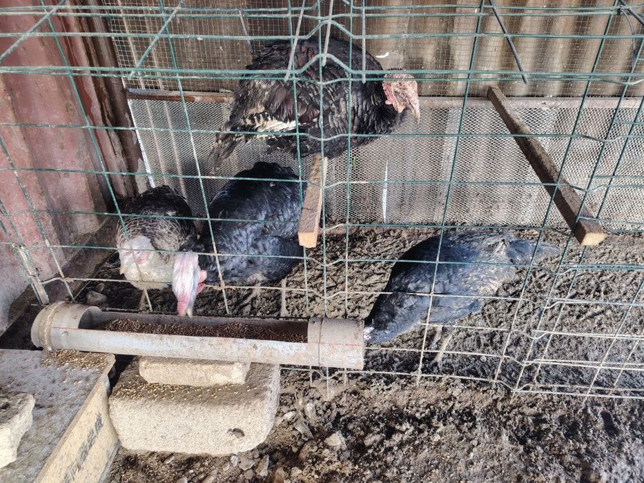 Срочная индюки и индюшки оптом сразу всех