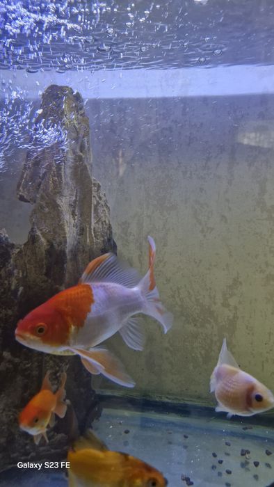 Продается Золотая рыбка