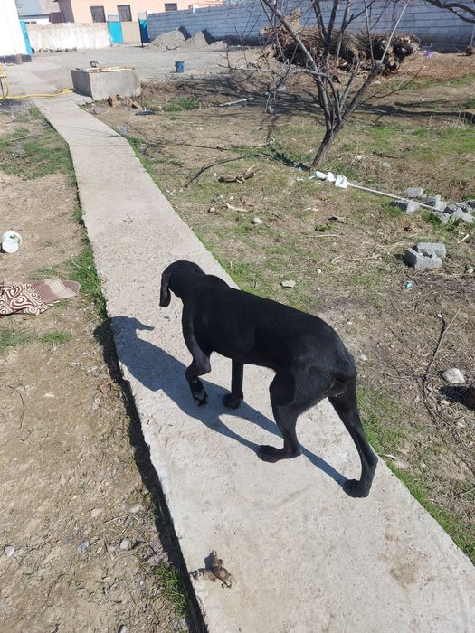 Курцхар дратхар на продаже