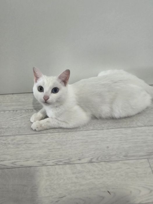 Кошка Анниса.ищем кота для вязки