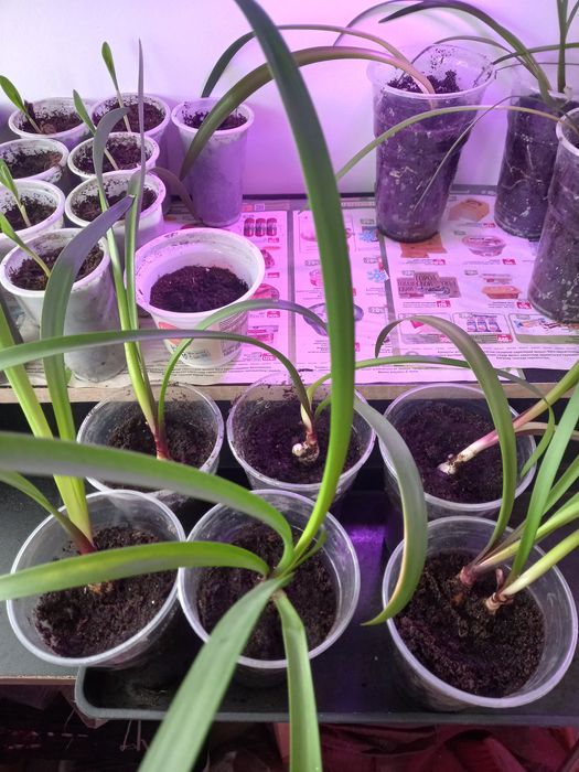 Продам луковички Валотты