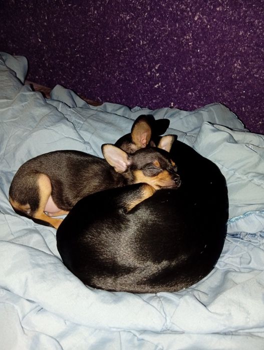 Той терьер щенок