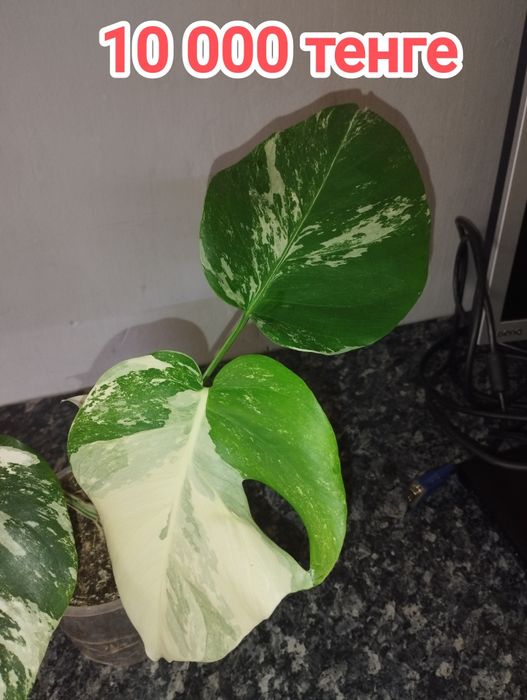 Монстера Альба черенки