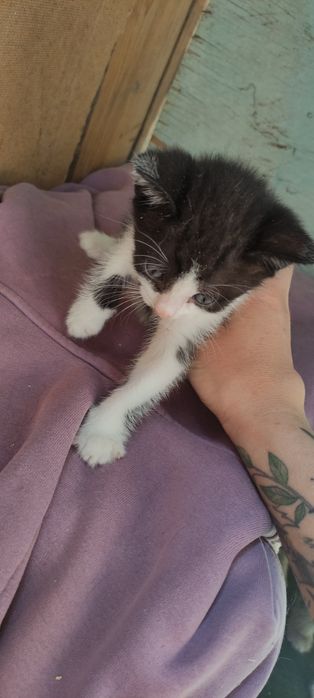 Котенок мальчик около двух месяцев