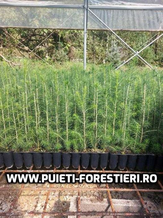 Puieti containerizati molid (Picea abies) apti de plantat