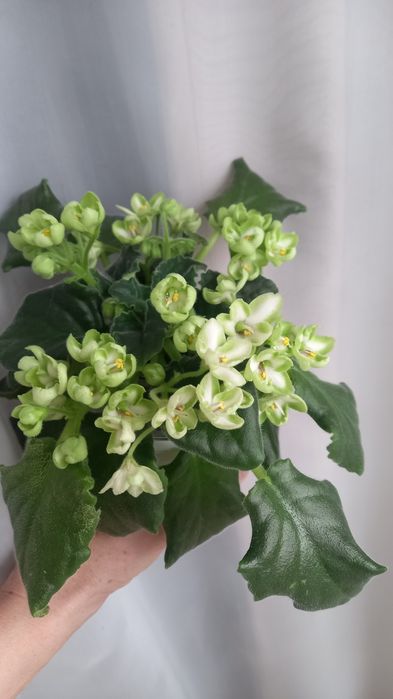 Фиалки сортовые.