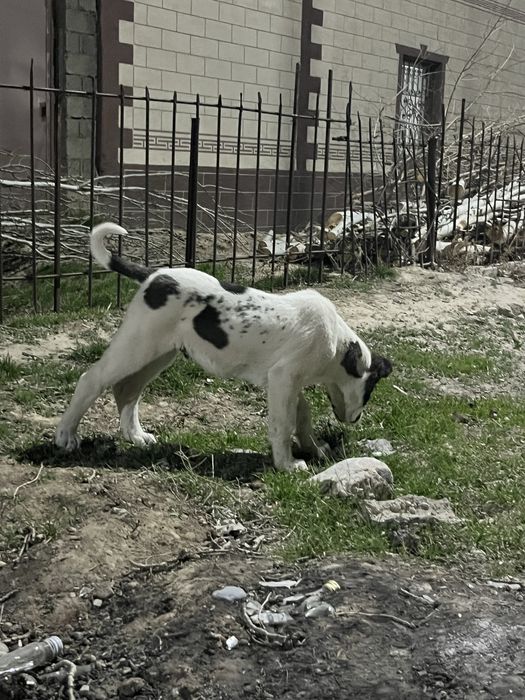 Алабай күшік сатылады