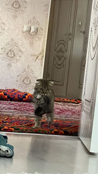 Шатлански мысыктар бар