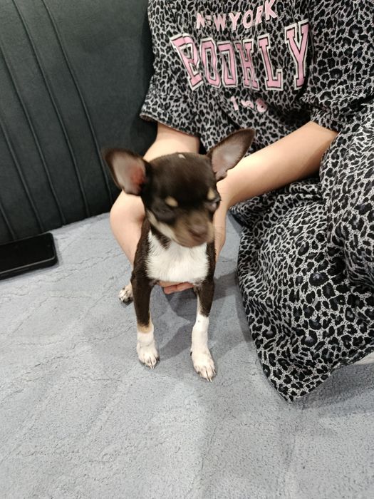 Собака Чихуахуа 3.5 месяца