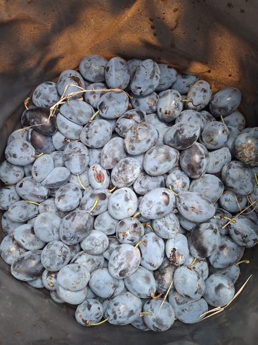 Prune țuica,  transport gratuit!!