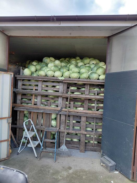 Vând varza de pastrare