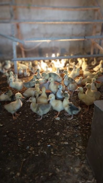 Гусята Линда и Крупно-серый