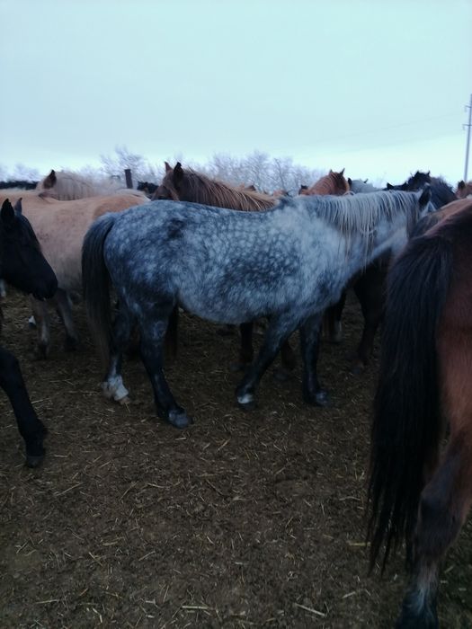 Продам кобылу с табуна