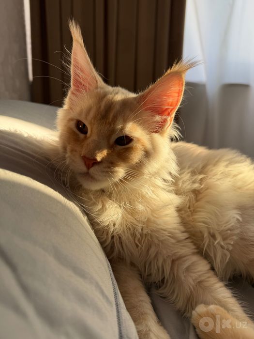 Main coon мальчик