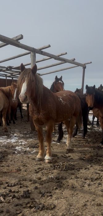 Айғыр 7жасар Тяж