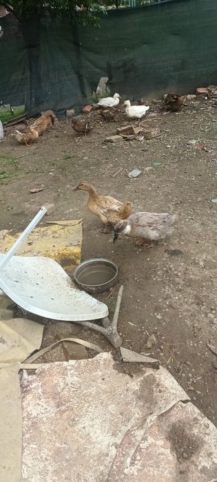 Rate românești de casa