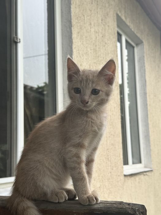 Добрые котята ищут дом