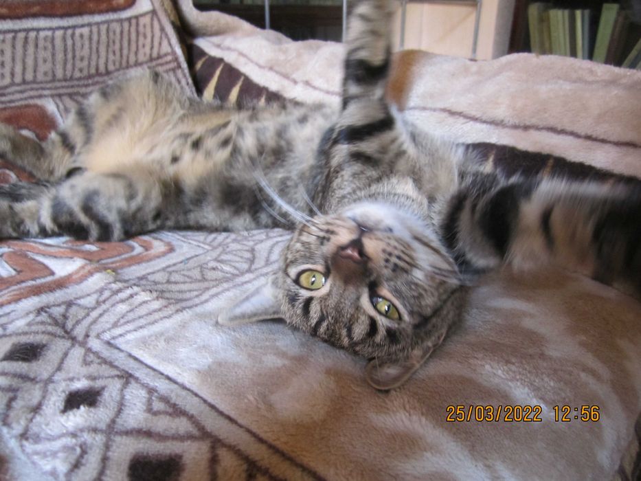 Кот бенгальской породы в добрые руки!