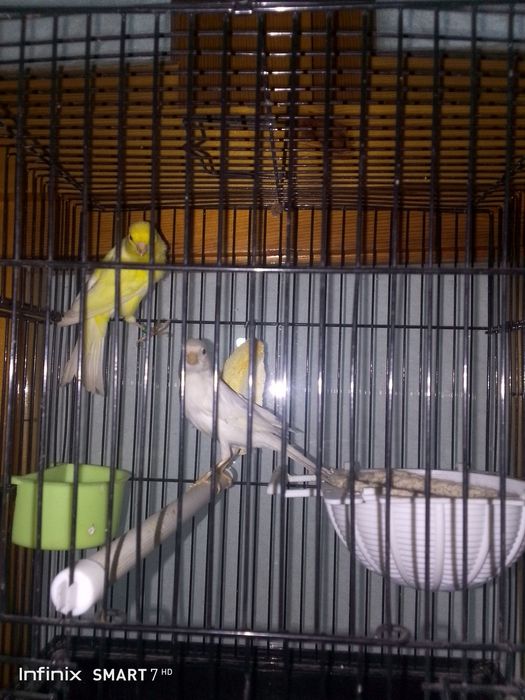 Канарейка сотилади нар мода