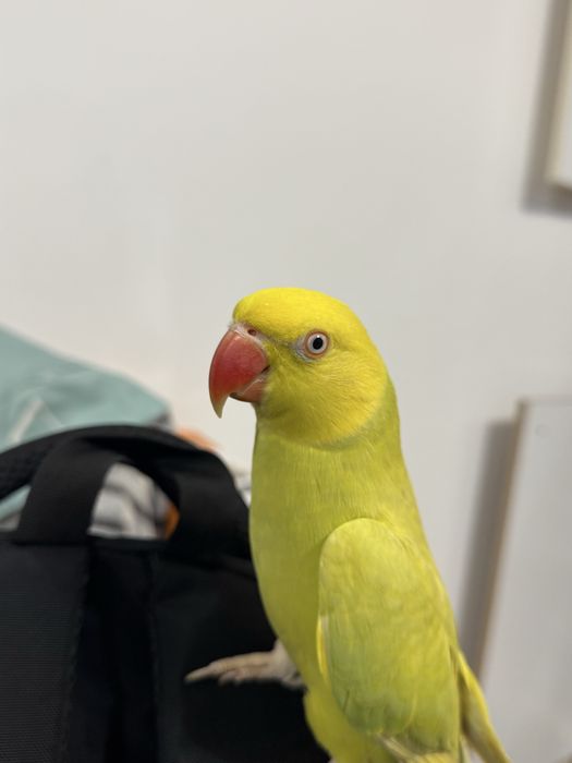Papagal Micul Alexandru varsta 1 an