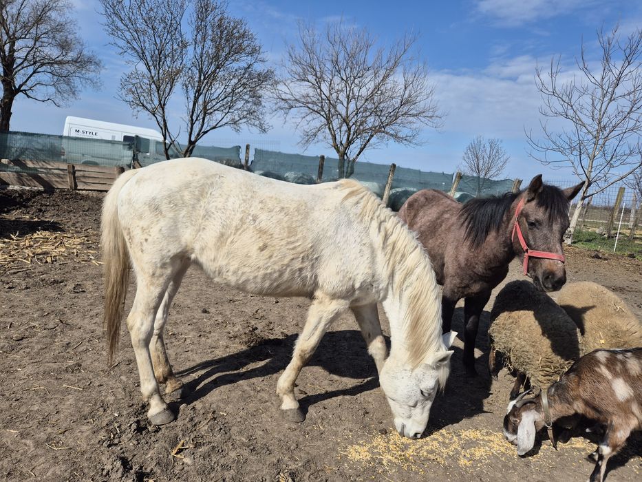 Vând o iapa si un manz