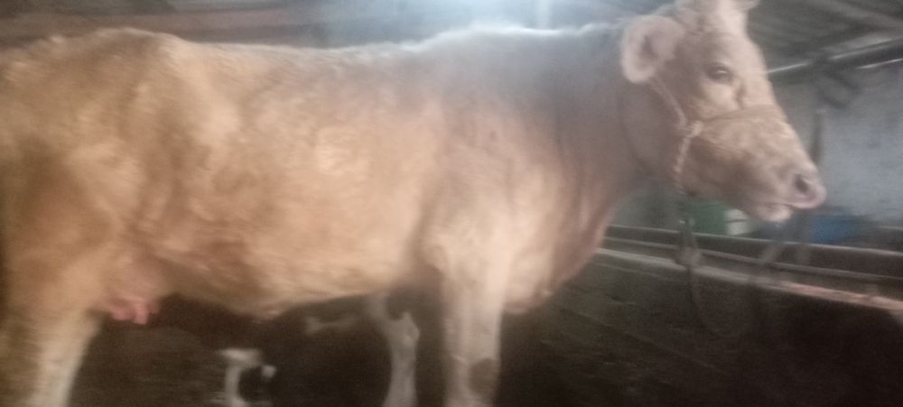 она бола Боласи 8 кунлик