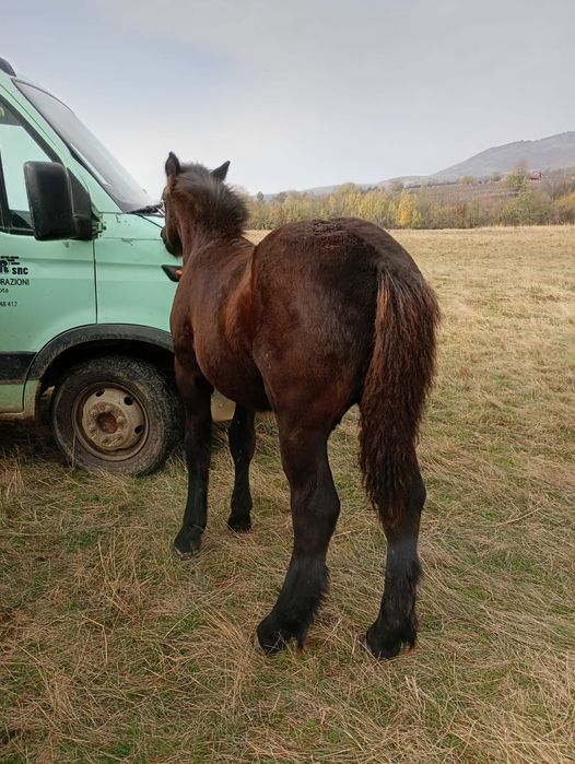 Se vând 2 mânze și 2 mânzi,cai, semigreu,