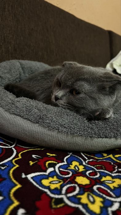 Мушик сотилади зоттор 5+ ойлик