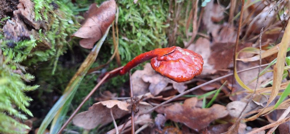 Coada Curcanului, Ganoderma Lucidum Reishi (Chaga,Phellinus,Hericium)