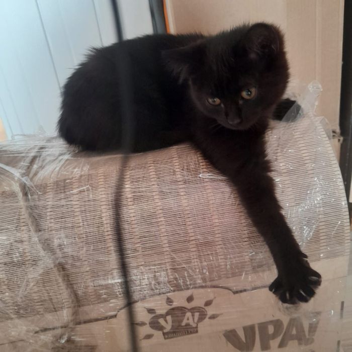 Ко́теньку добрым, любящим людям