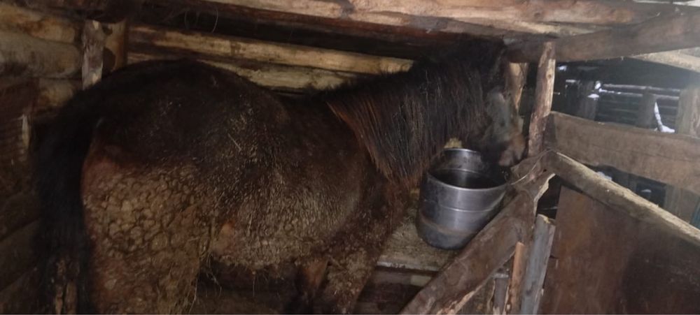 Продам байтал на откорме