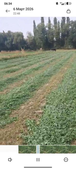 Жоңышқа ұрығы. Семена Люцерны