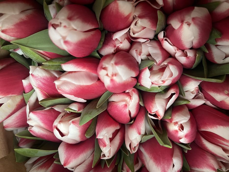 Тюльпаны с доставкой