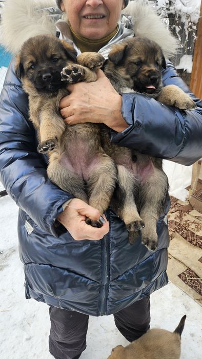 Отдам щенка 2 месяца