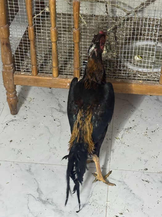 жужа хороз сотилади