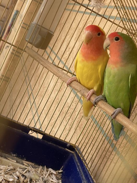 Попугай неразлучники