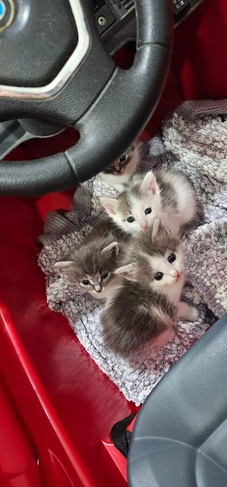 Котята ищут мамочку