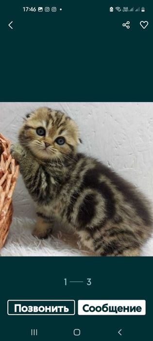 висЛоуХие ШотЛанДские