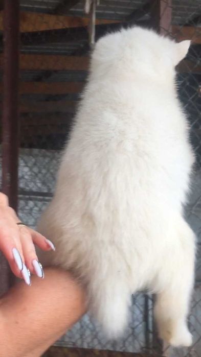 Белый голубоглазый кавалер хаски