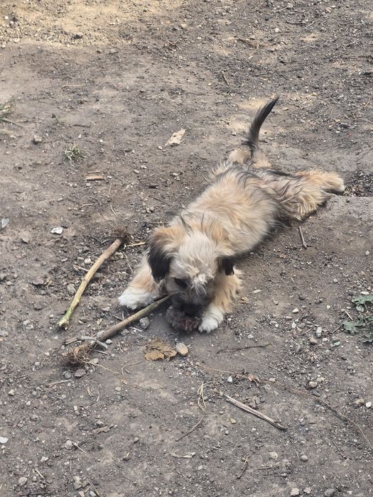 Donez cățelușe . Sunt talie mică si pufoase