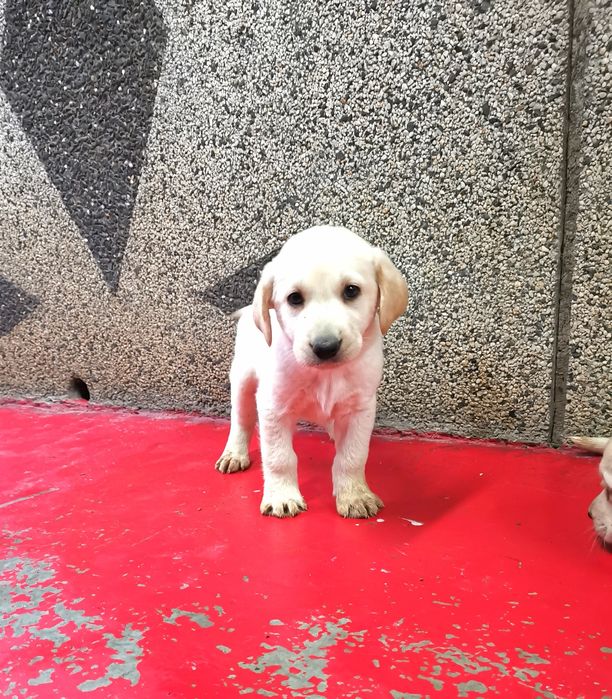 Лабрадор ретривър