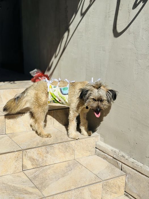 Щёточка. Звоночек ищет семью