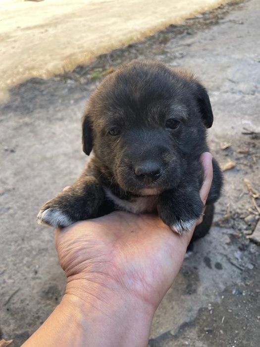 Щенки бесплатно!