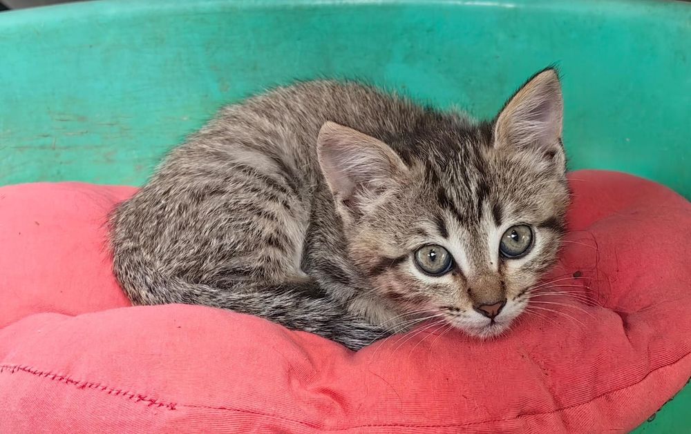 Отдам котенка, мальчик, кот, Алматы