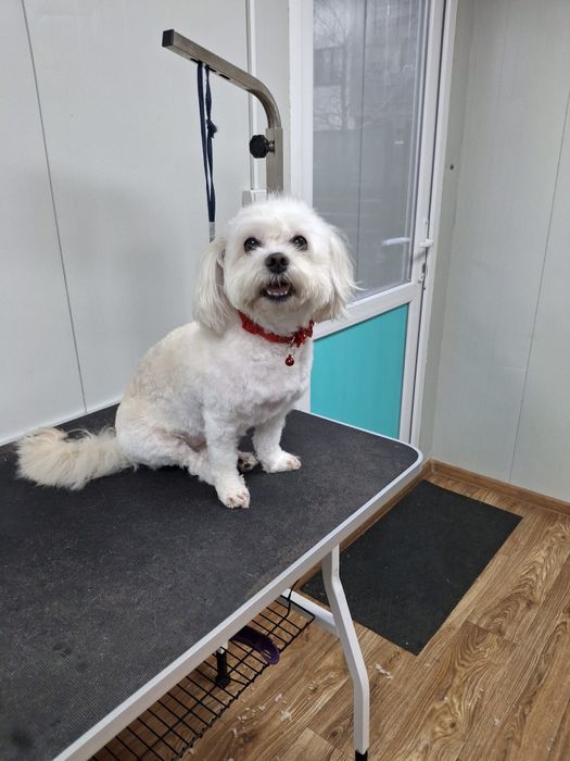 Frizerie canina la domiciliu sau la salon,taxi pet.