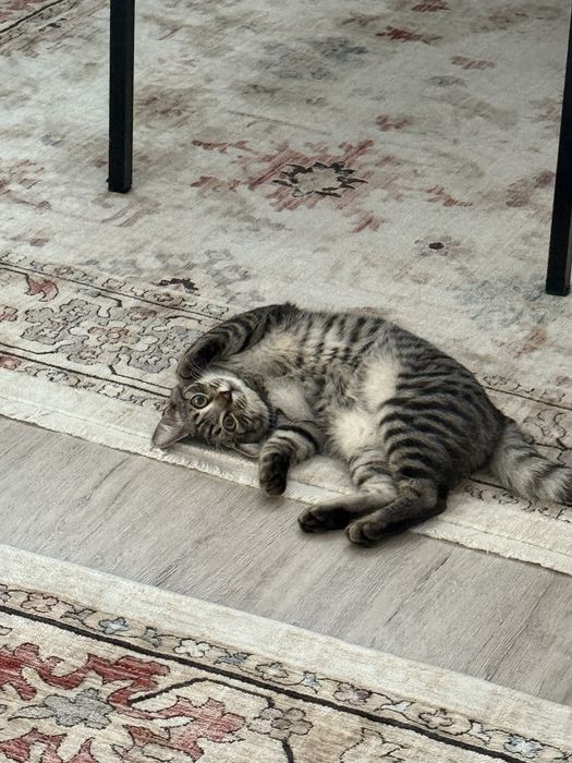 Две кошки продаютсья