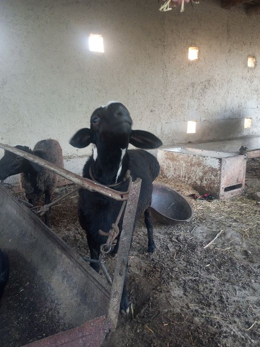 Qoʻchqor sotiladi,ikki yoshlik