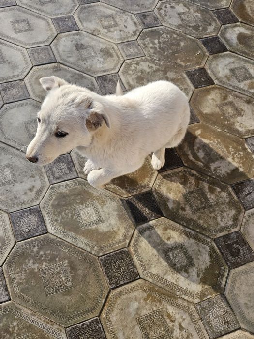 Отдам в хорошие руки.