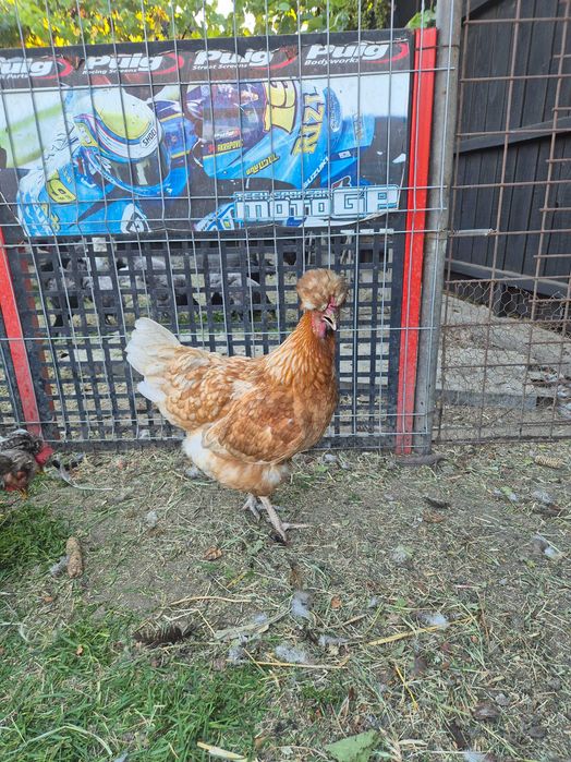 Ouă pentru incubat din rasa Australorp și moțate, încălțate cu gâtul gol. Poenari, Giurgiu