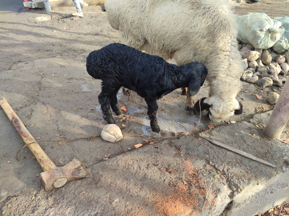 Ona bola qo'y sotiladi